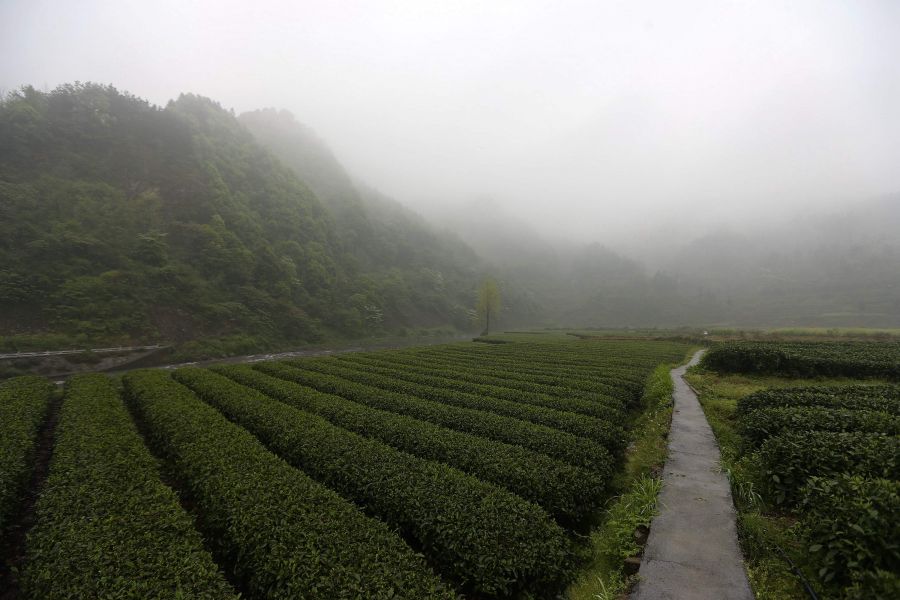農(nóng)行重慶秀山支行通過(guò)公司、基地、農(nóng)戶支持當(dāng)?shù)剞r(nóng)民走上脫民致富
